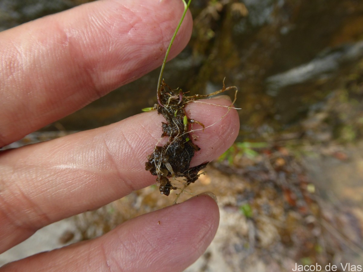 Utricularia graminifolia Vahl